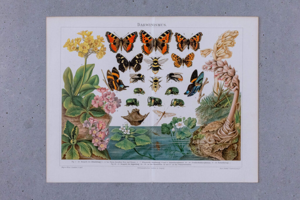 Darwinian Evolution — Original Chromolithograph, 1889