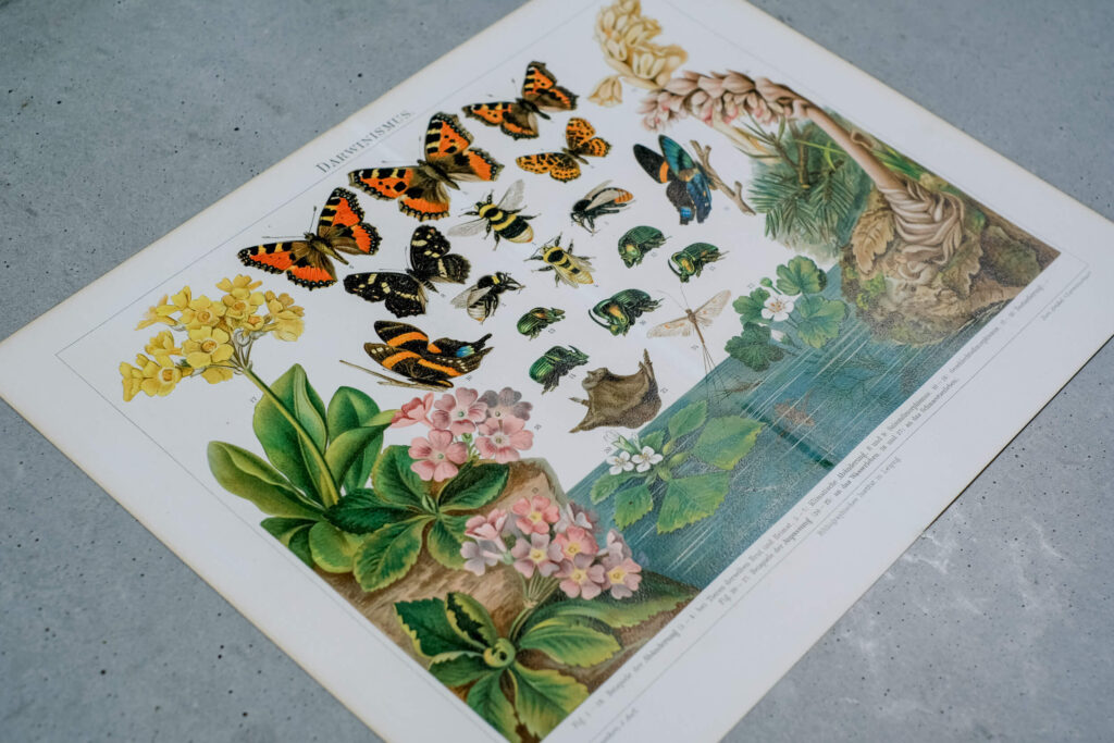 Darwinian Evolution — Original Chromolithograph, 1889