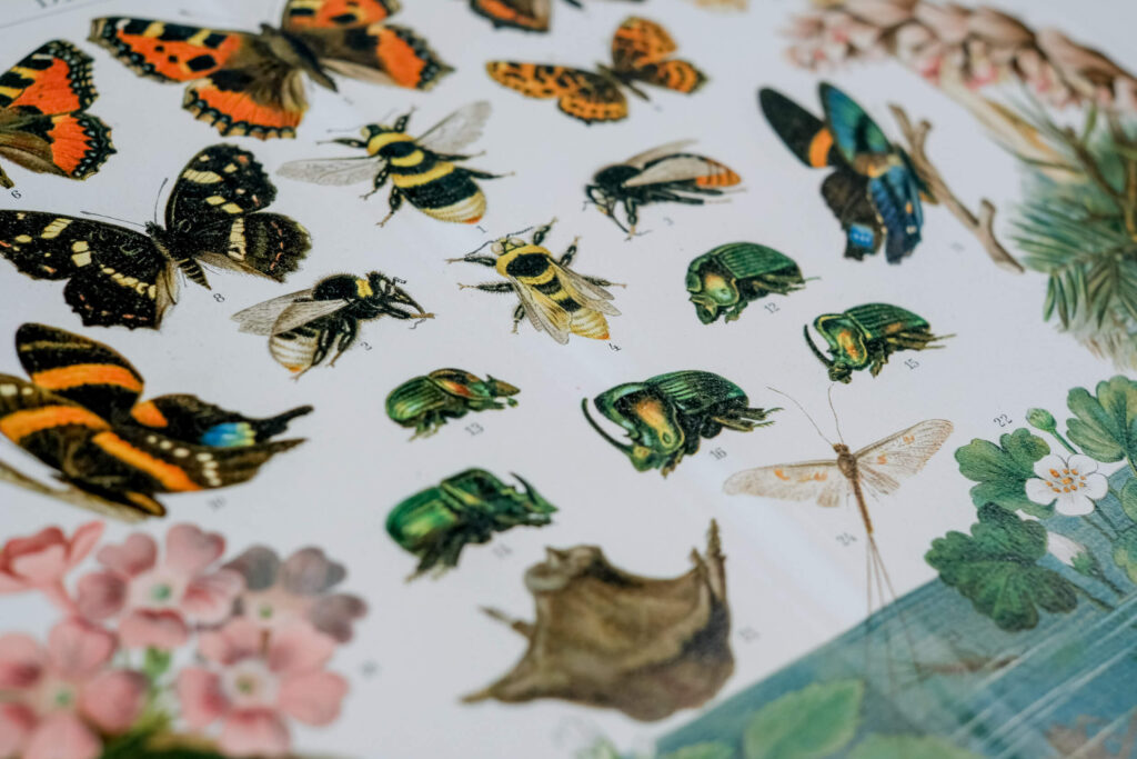 Darwinian Evolution — Original Chromolithograph, 1889