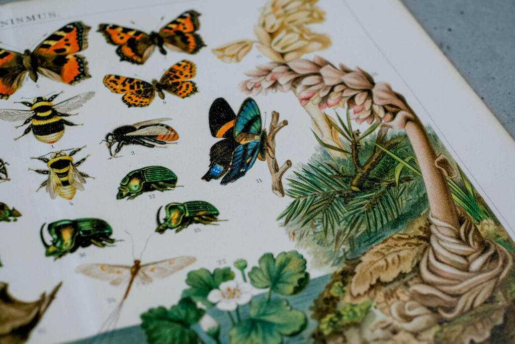 Darwinian Evolution — Original Chromolithograph, 1889