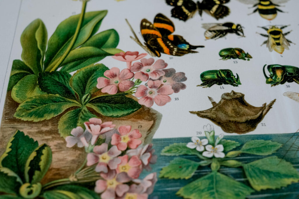 Darwinian Evolution — Original Chromolithograph, 1889