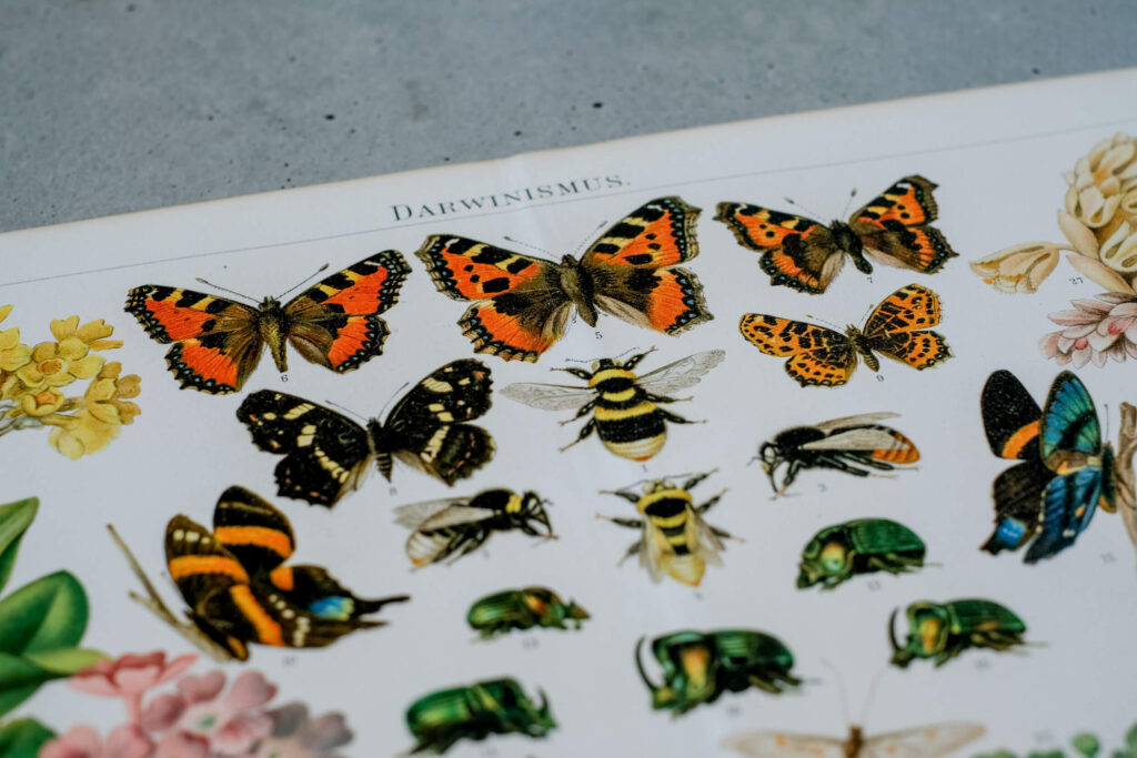 Darwinian Evolution — Original Chromolithograph, 1889