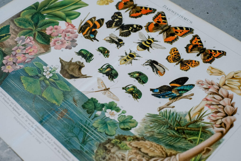 Darwinian Evolution — Original Chromolithograph, 1889