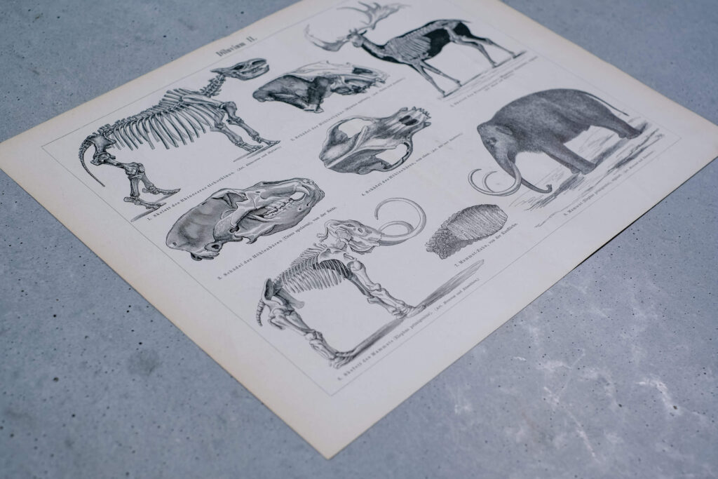 Prehistoric Mammals and Skeletons — Original Lithograph, 1889