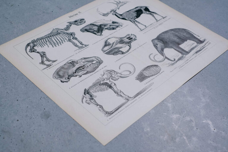 Prehistoric Mammals and Skeletons — Original Lithograph, 1889