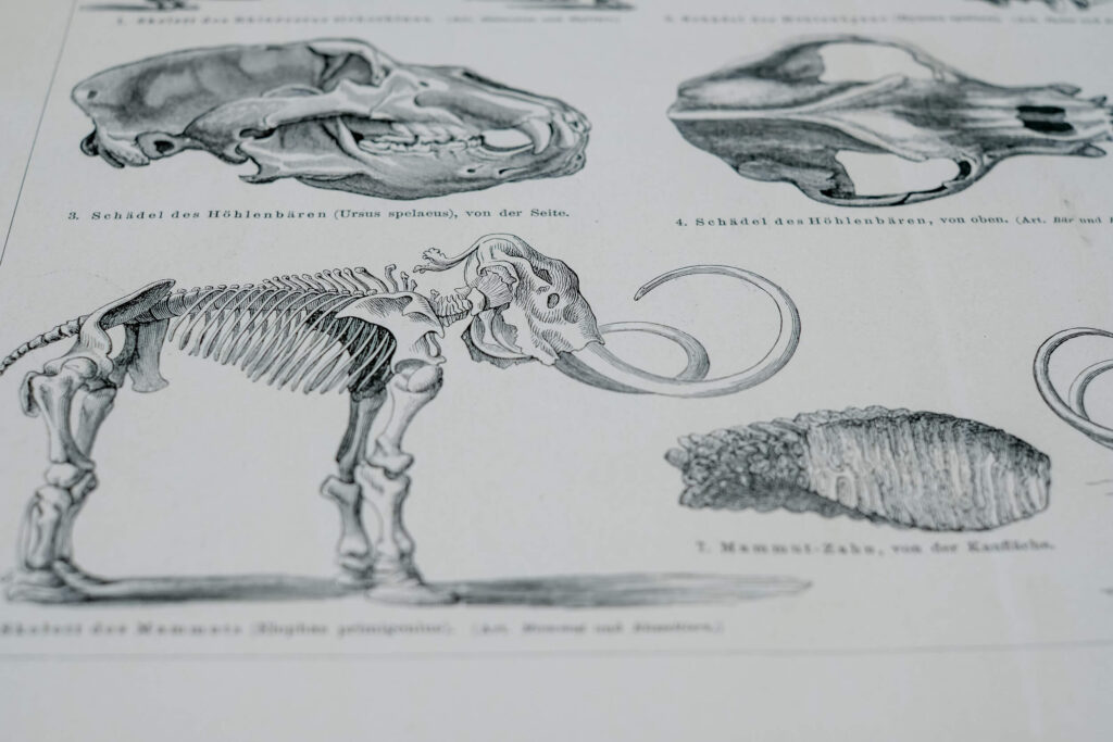 Prehistoric Mammals and Skeletons — Original Lithograph, 1889