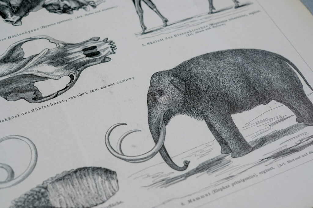 Prehistoric Mammals and Skeletons — Original Lithograph, 1889