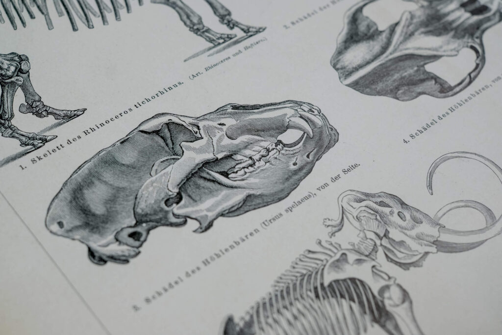 Prehistoric Mammals and Skeletons — Original Lithograph, 1889