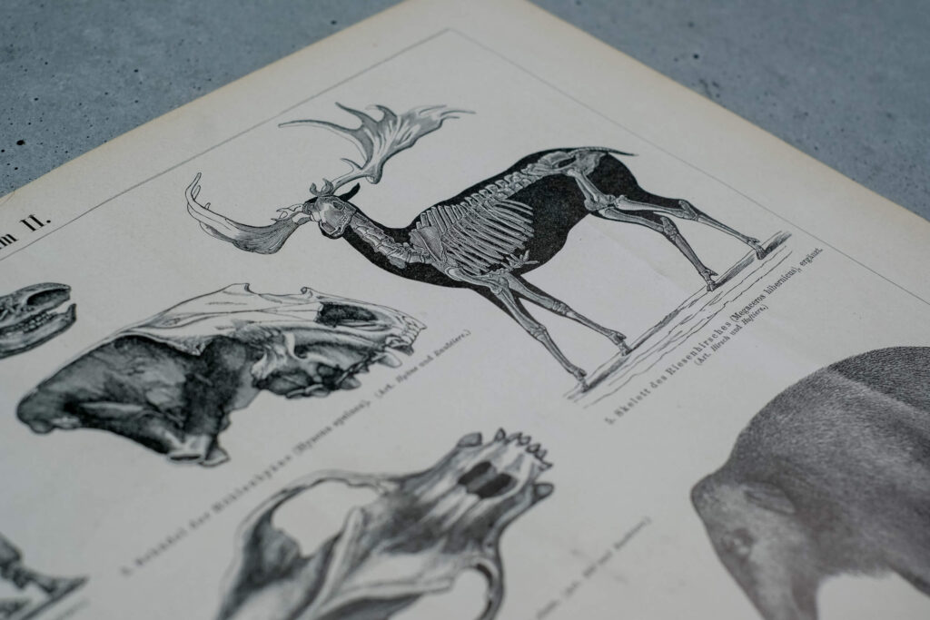 Prehistoric Mammals and Skeletons — Original Lithograph, 1889