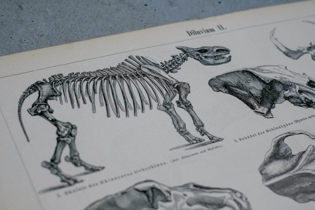 Prehistoric Mammals and Skeletons — Original Lithograph, 1889