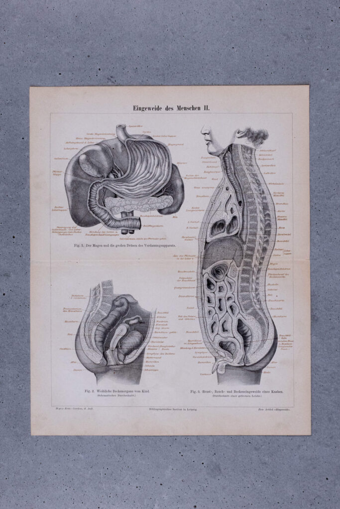 Human Digestive System — Original Lithograph, 1888