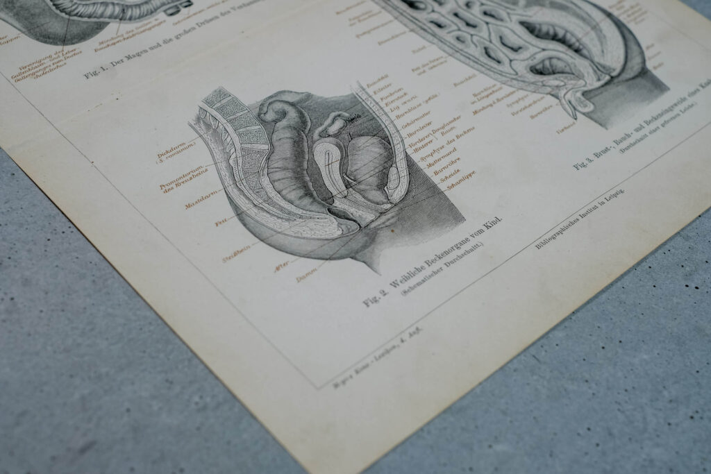 Human Digestive System — Original Lithograph, 1888