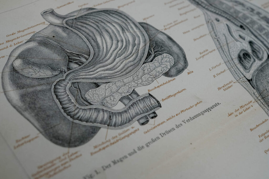 Human Digestive System — Original Lithograph, 1888
