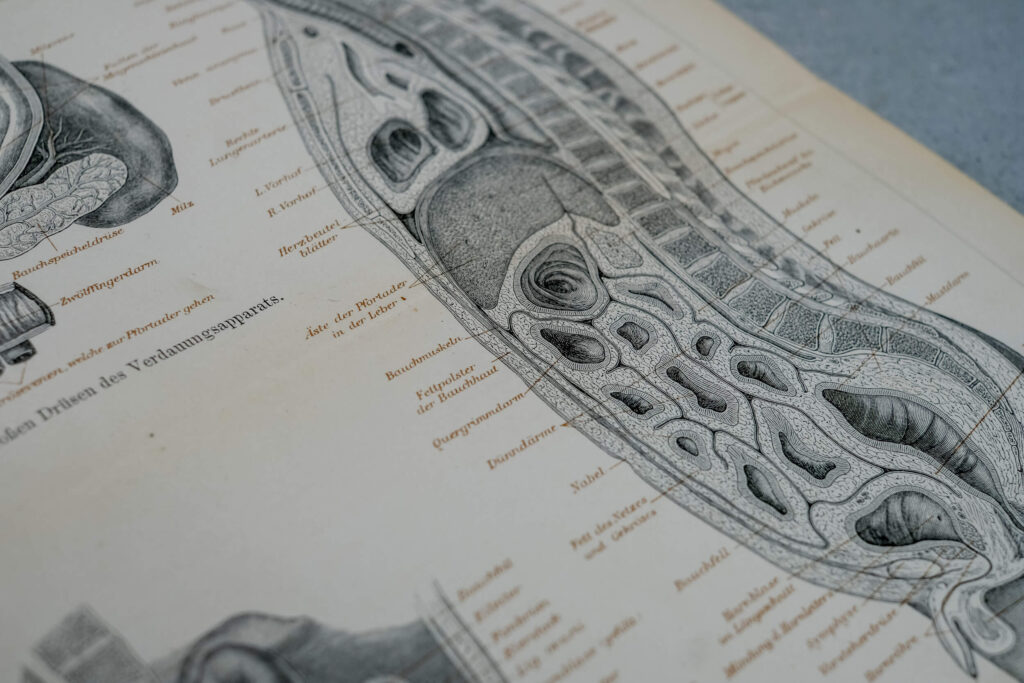 Human Digestive System — Original Lithograph, 1888