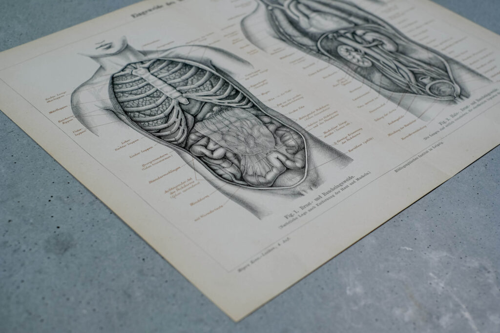 Thoracic and Abdominal Organs — Original Lithograph, 1890