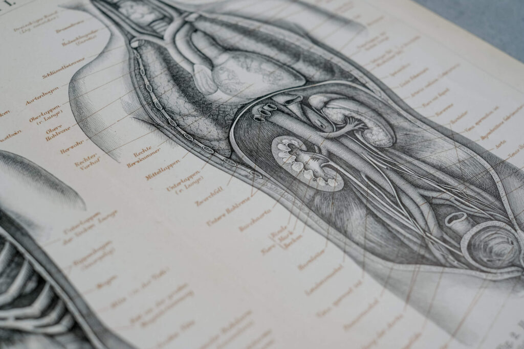 Thoracic and Abdominal Organs — Original Lithograph, 1890