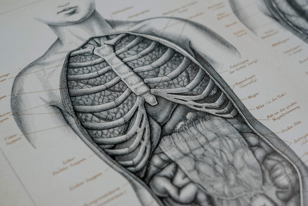 Thoracic and Abdominal Organs — Original Lithograph, 1890
